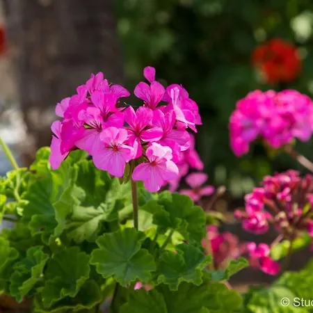 Apartment Gerani 2 *