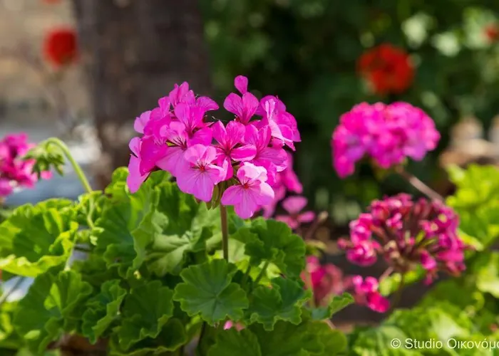 Apartamento Gerani 2 *